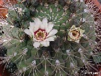 Gymnocalycium pflanzii zegarrae v. albipulpa JLcoll.1969.jpg